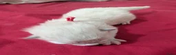 Ragdoll cats for sale: 5 beautiful ragdoll kittens  in Liverpool - Advert 12