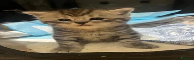 American Shorthair 3