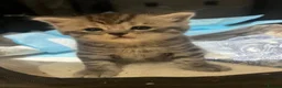 American Shorthair cats for sale: Beautiful BSH Kittens for sales  - Advert 11