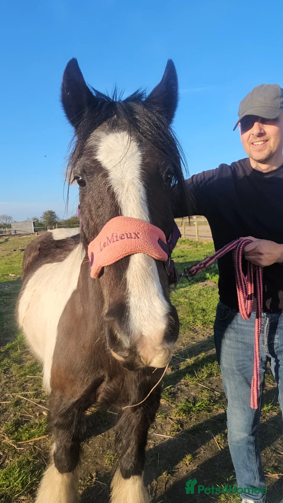 Irish Cob horses for sale: Light work/ companion pony very kind and gentle  - Advert 1