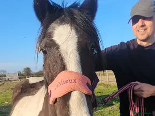 Irish Cob horses Light work/ companion pony very kind and gentle - Advert 2