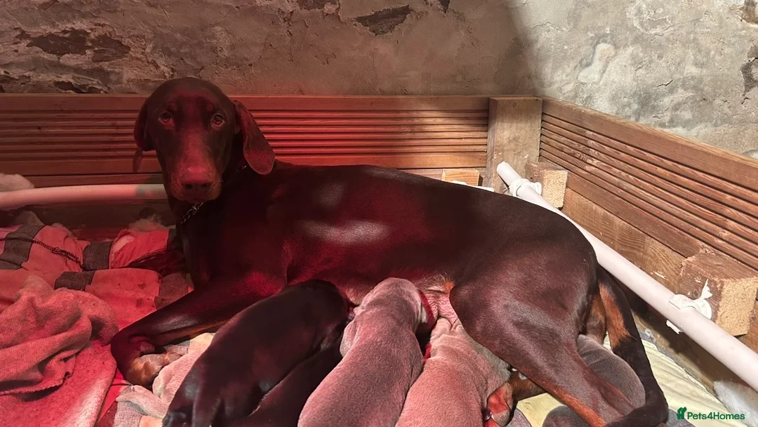 Dobermann dogs for sale: Dobermann puppies for sale ☺️ in Aberystwyth - Advert 2