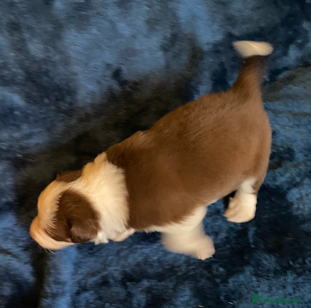 Border Collie dogs for sale: Quality Red, White & Gold Border Collie Pups - Advert 19