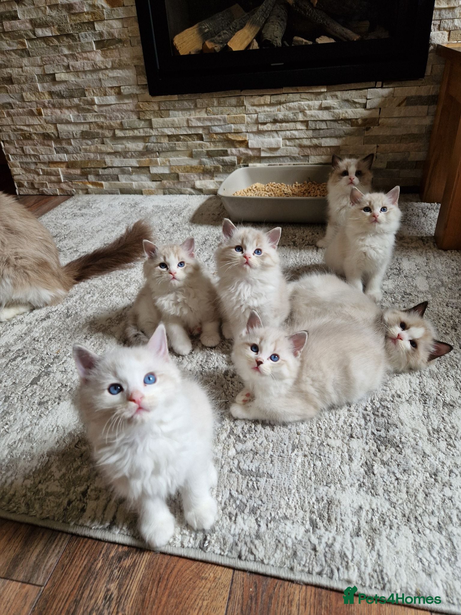 Ragdoll cats Show quality Ragdoll kittens - Advert 2