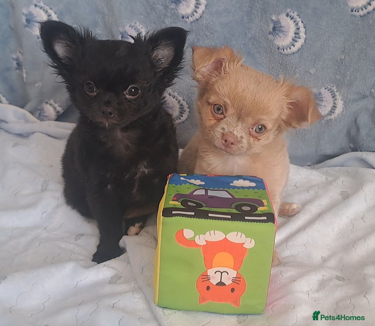 Chihuahua dogs 2 boys left Ready Now Long Coat Chihuahua pups  - Advert 21
