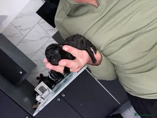 Toy Poodle dogs 1 Beautiful Toy Poodle Girl - Advert 6