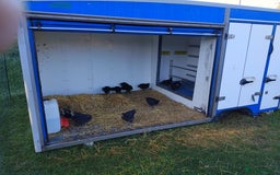 Chickens poultry for sale: Maran chicks - Image 1