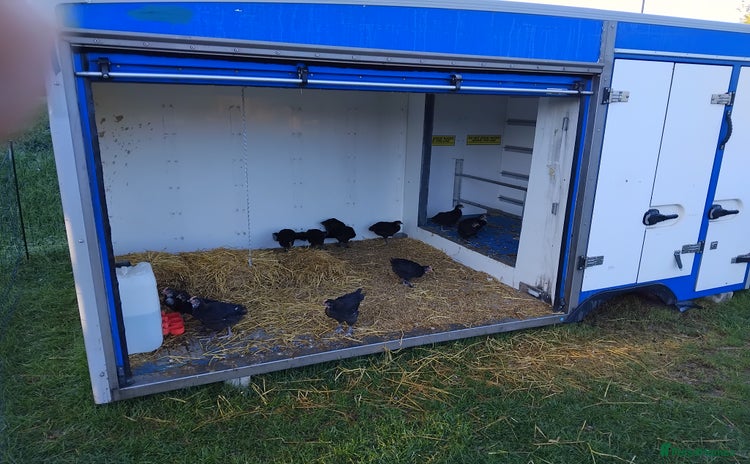 Chickens poultry - Advert 1