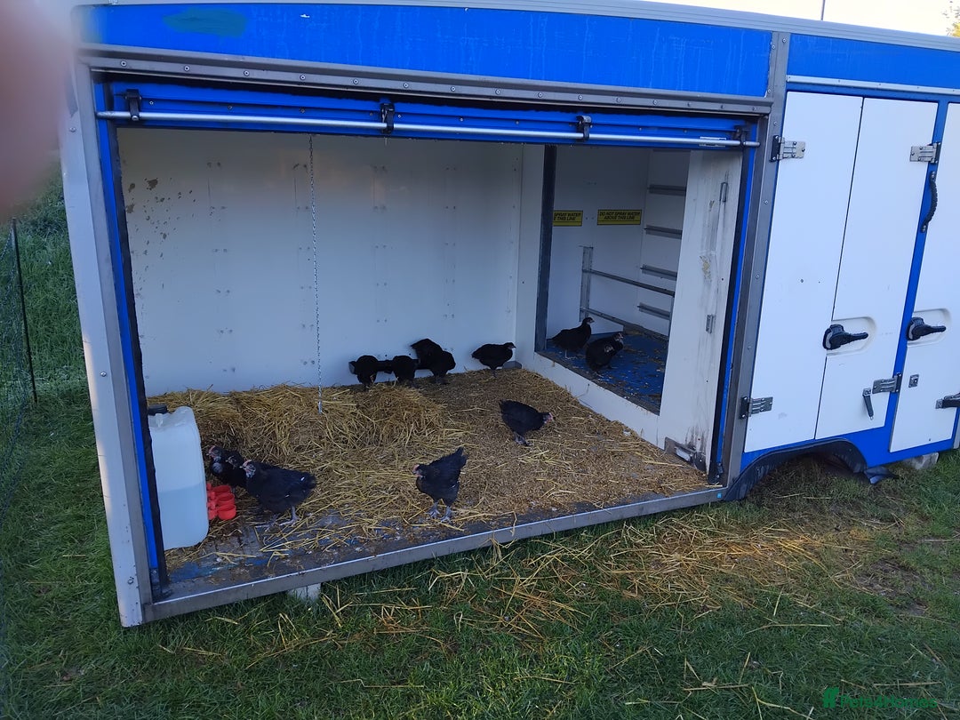 Chickens poultry for sale: Maran chicks - Image 1