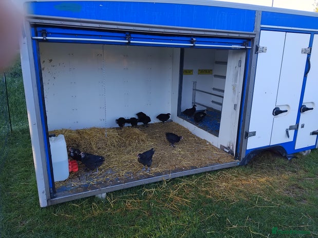 Chickens poultry - Advert 5