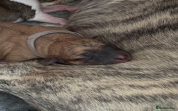Whippet dogs for sale: Adorable KC reg Whippet puppies 🩷💙 - Image 13