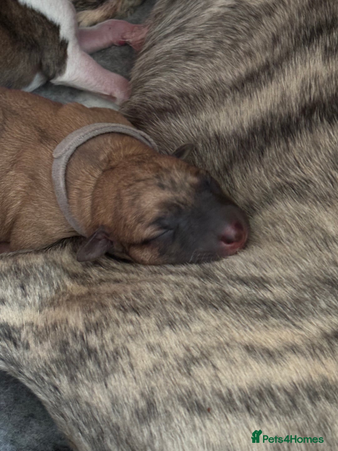 Whippet dogs for sale: Adorable KC reg Whippet puppies 🩷💙 - Image 13