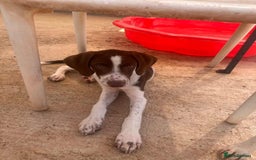 Mixed Breed dogs for adoption: Julius needs a loving home  - Image 2