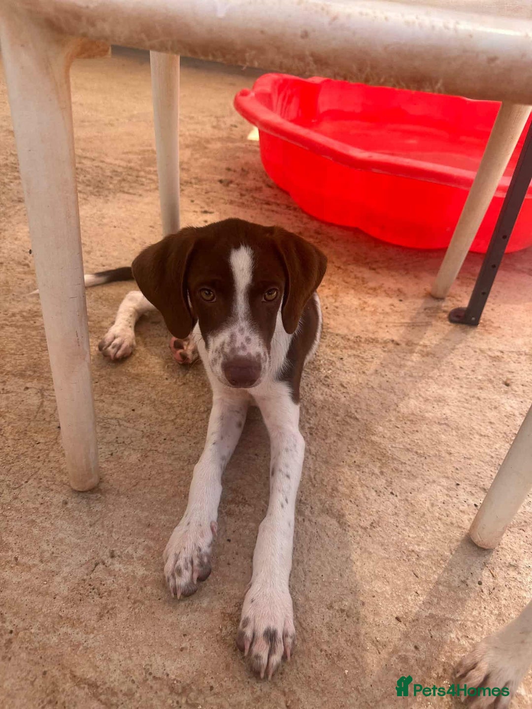 Mixed Breed dogs for adoption: Julius needs a loving home  - Image 2