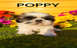 Shih Tzu dogs for sale: 💕🐶💕 STUNNING SHIH TZU 💕🐶💕 - Image 25
