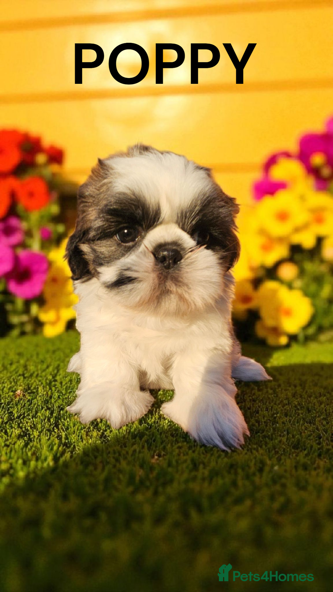 Shih Tzu dogs for sale: 💕🐶💕 STUNNING SHIH TZU 💕🐶💕 - Image 25
