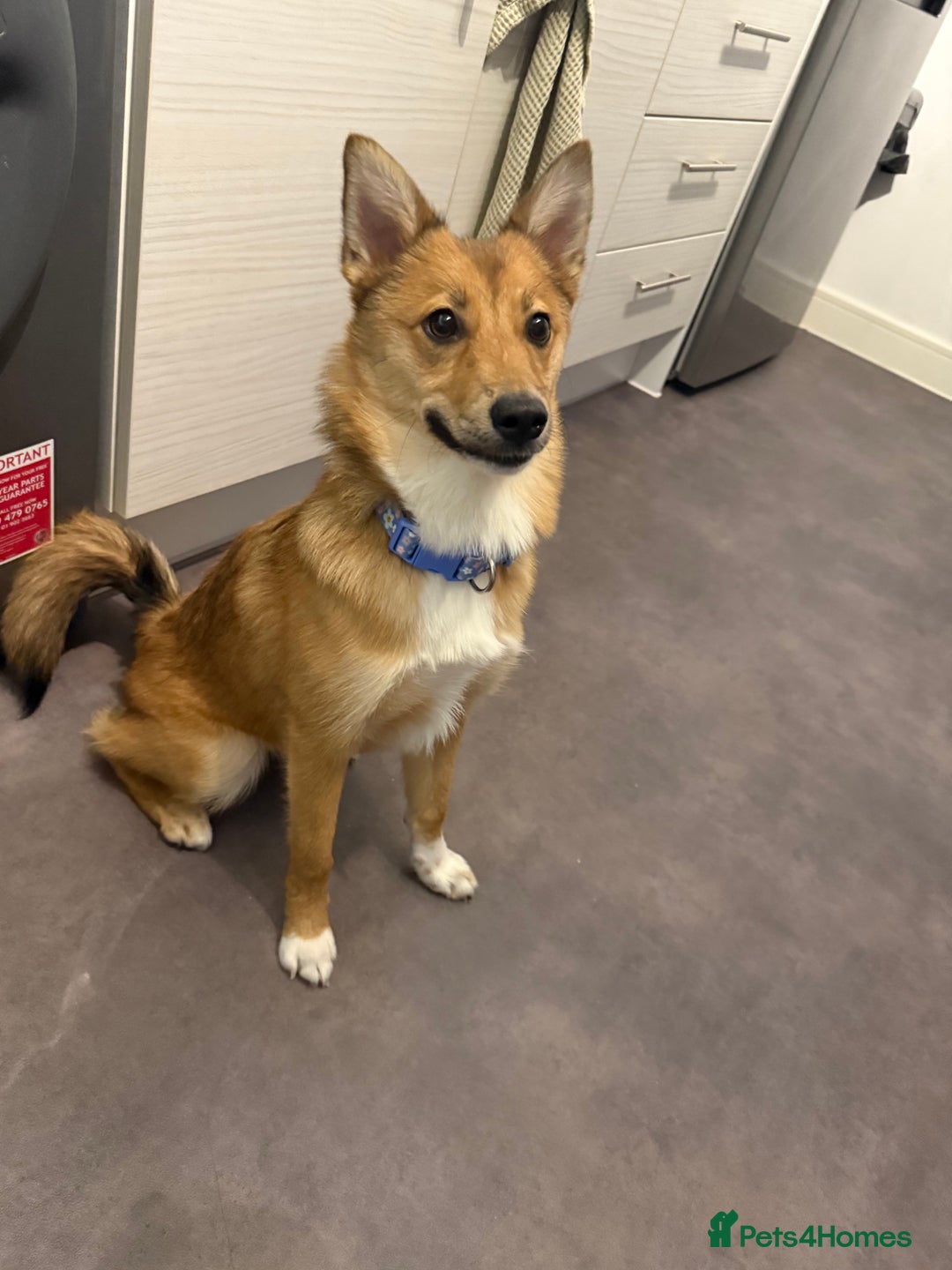 Pomsky dogs for sale: Female Pomsky (Maple) - Image 4