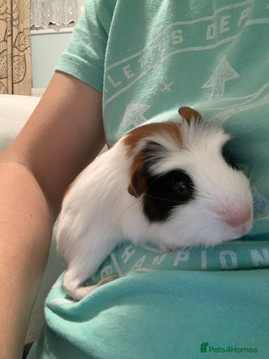 Guinea Pig rodents for sale: Guinea pigs for sale - Image 3