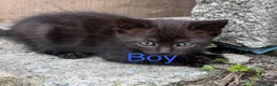 Mixed Breed cats for sale: Friendly farm kittens  - Advert 10