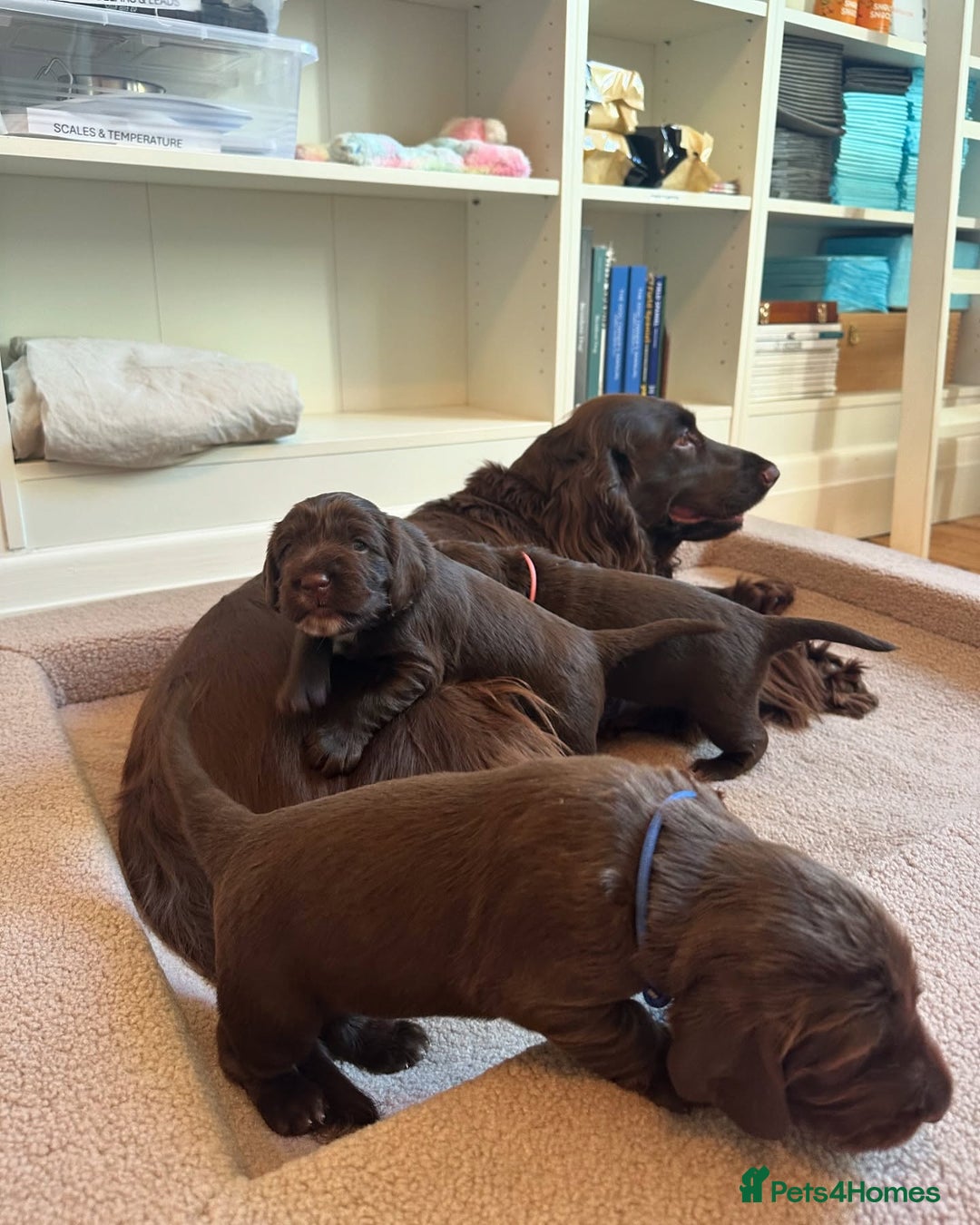 Field Spaniel dogs for sale: Field Spaniel Pups–Healthy, Happy, and Socialized! - Advert 12