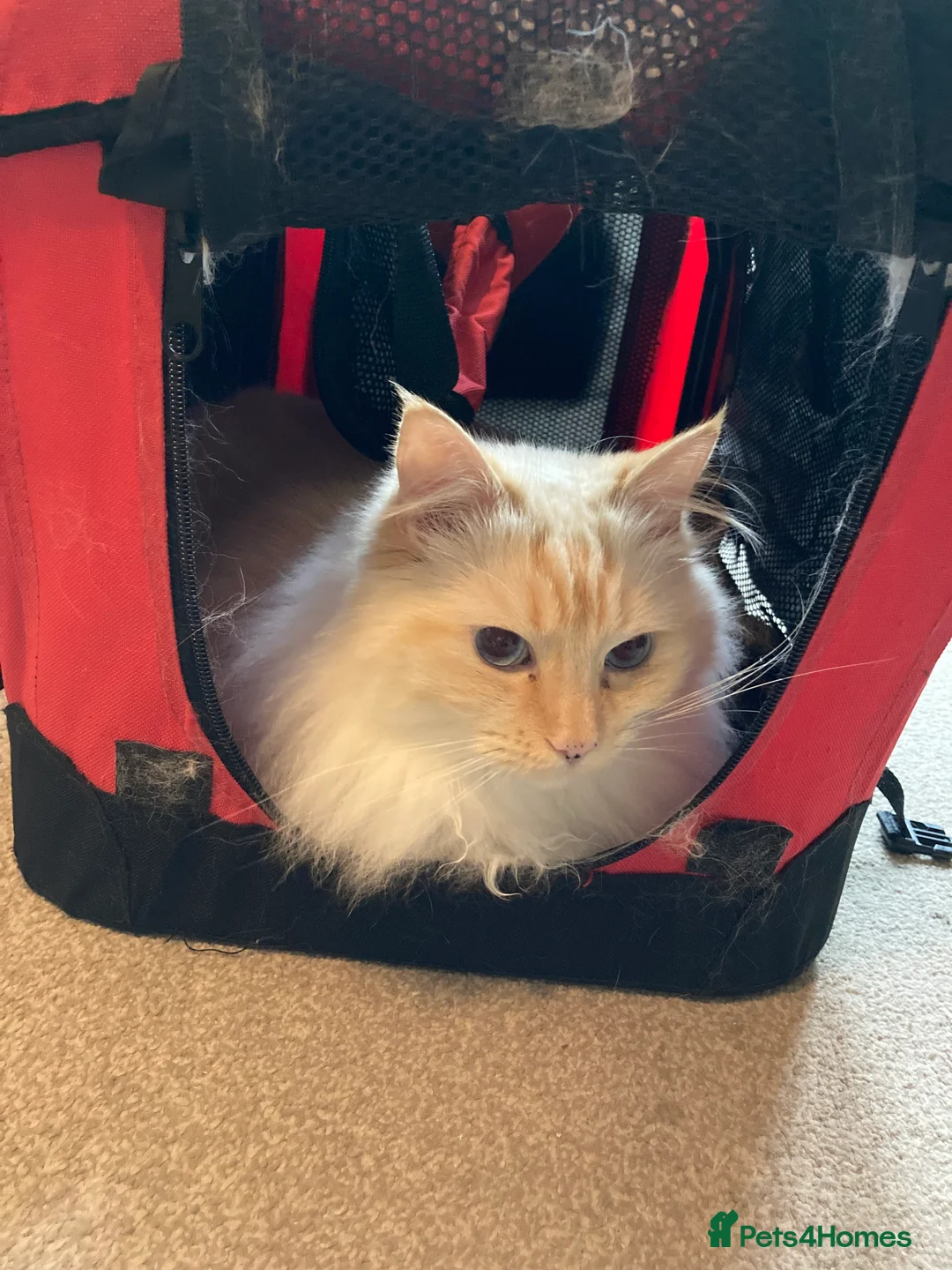 Ragdoll cats for sale: 2 ragdoll 8 year old brothers - Advert 11