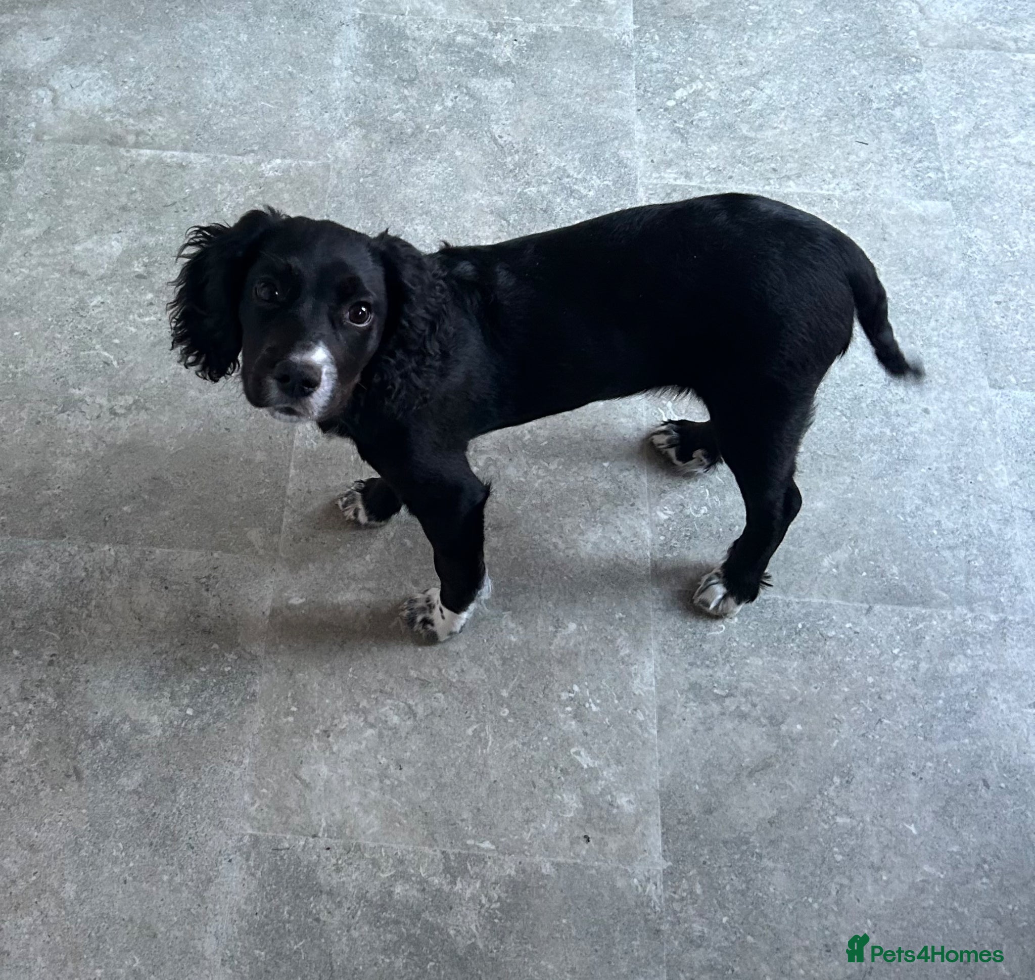 Mixed Breed dogs Cocker/Jack Russell  - Advert 1