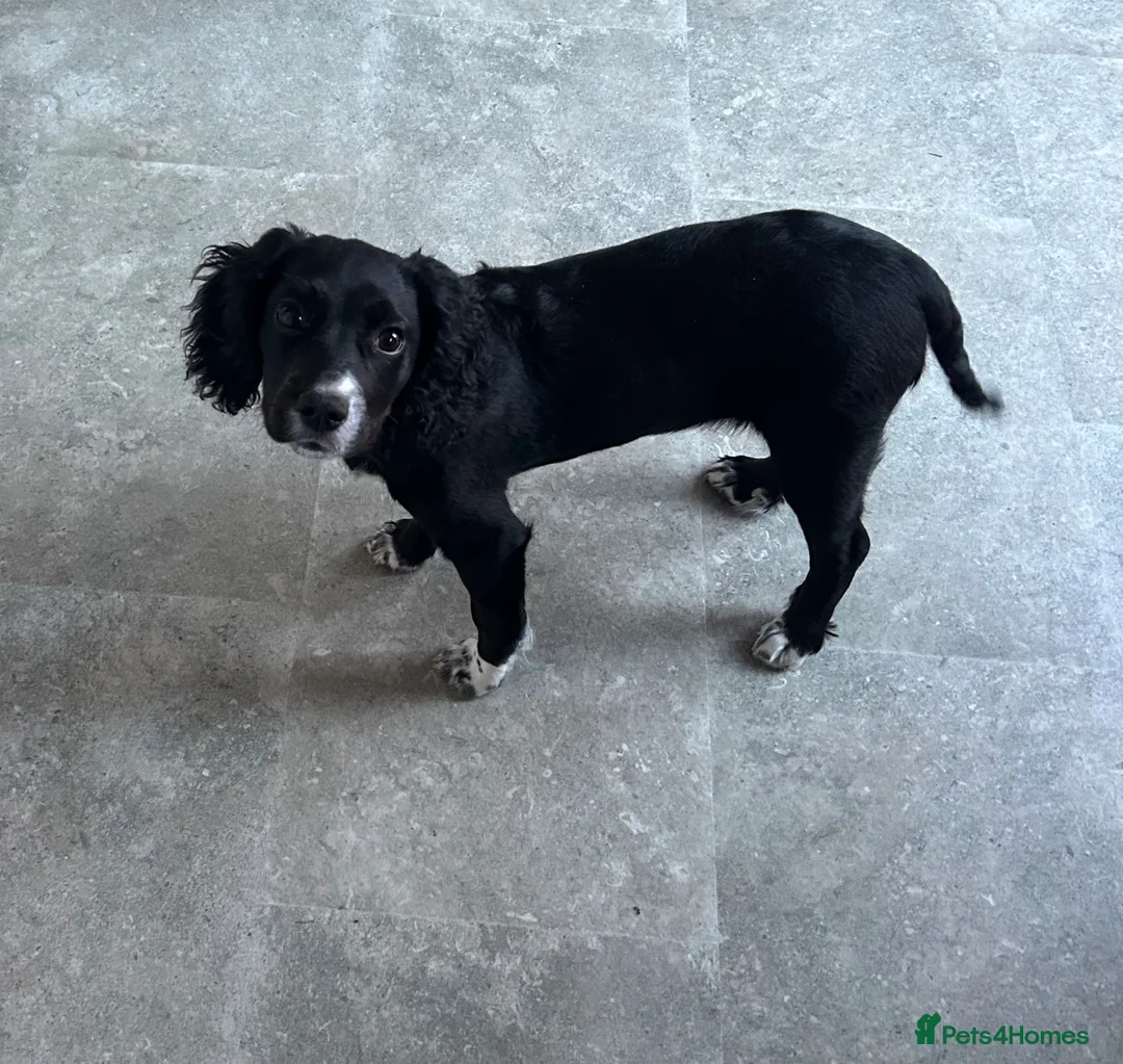 Mixed Breed dogs for sale: Cocker/Jack Russell  - Advert 1