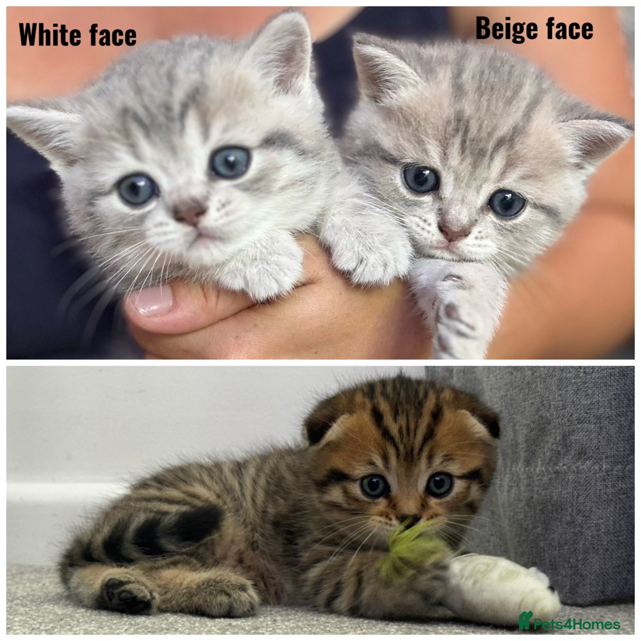 Scottish Fold cats Mackerel Boy Scottish Folds - Blue/Gold Shaded - Advert 11