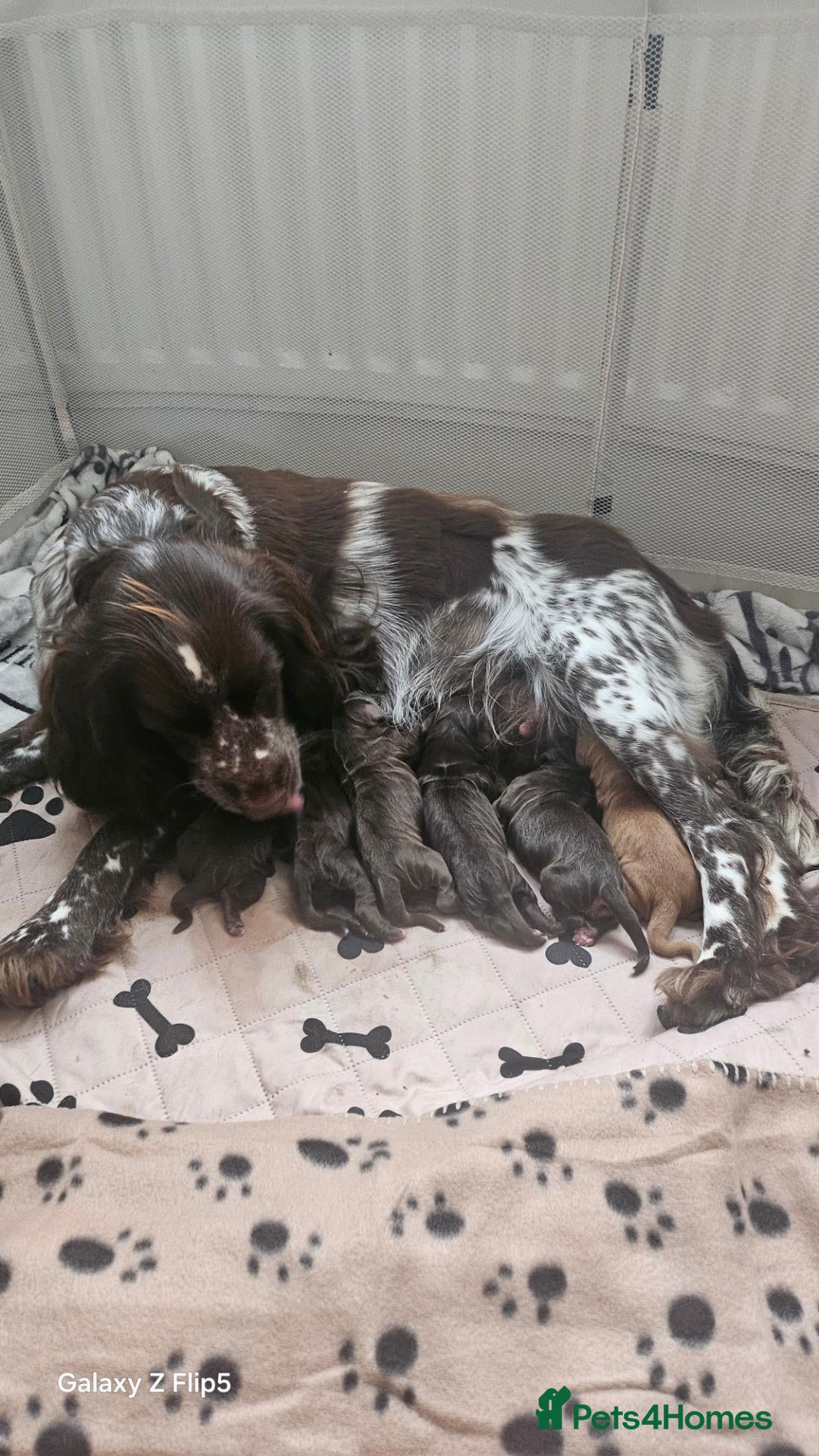 Cocker Spaniel dogs Cocker spaniel puppies - Advert 2