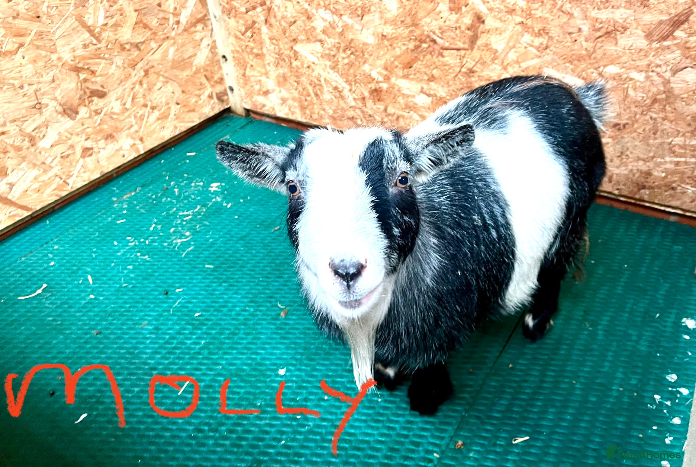 Goats livestock Pygmy goats, disbudded nanny’s  - Advert 6