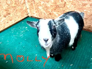 Goats livestock Pygmy goats, disbudded nanny’s - Advert 6