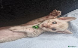 Bengal cats for sale: Rare Snow Genetic & Health Tested Bengal Kittens - Image 4