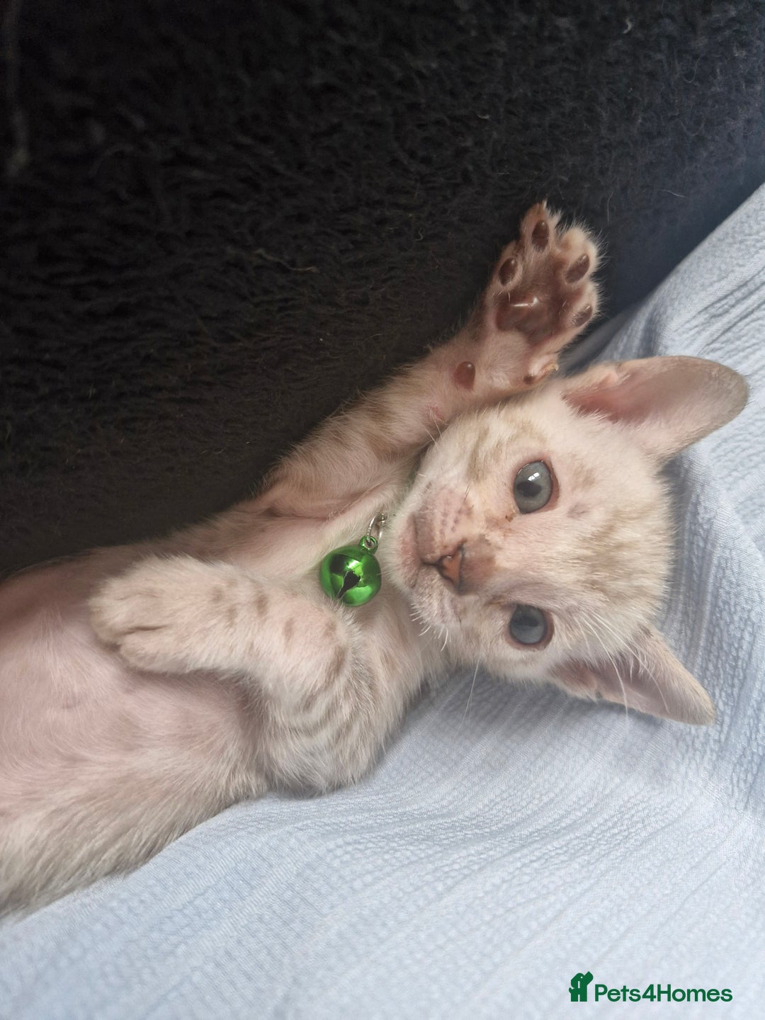 Bengal cats for sale: Rare Snow Genetic & Health Tested Bengal Kittens - Image 4