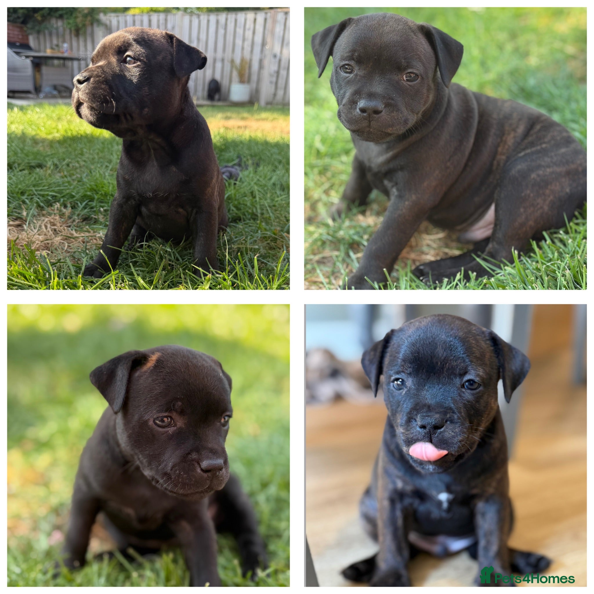 Staffordshire Bull Terrier dogs KC REGISTERED STAFFORDSHIRE BULL TERRIERS  - Advert 3