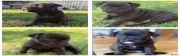 Staffordshire Bull Terrier dogs for sale: KC REGISTERED STAFFORDSHIRE BULL TERRIERS  - Advert 8