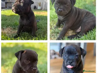 Staffordshire Bull Terrier dogs KC REGISTERED STAFFORDSHIRE BULL TERRIERS - Advert 3