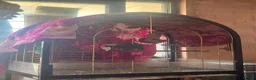 Parrots birds for sale: AFRICAN GREY WITH CAGE in Kingston upon Thames - Advert 2