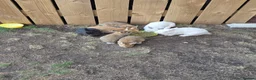 Netherland Dwarf rabbits for sale: Little bunnies  - Advert 2