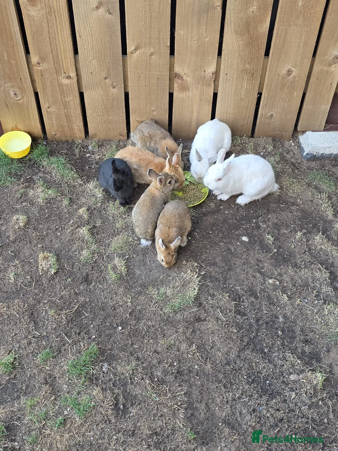 Netherland Dwarf rabbits for sale: Little bunnies  - Advert 2