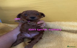 Toy Poodle dogs for sale: Stunning Deep Red Toy Poodles 🐩 Ready 16th Oct - Image 10