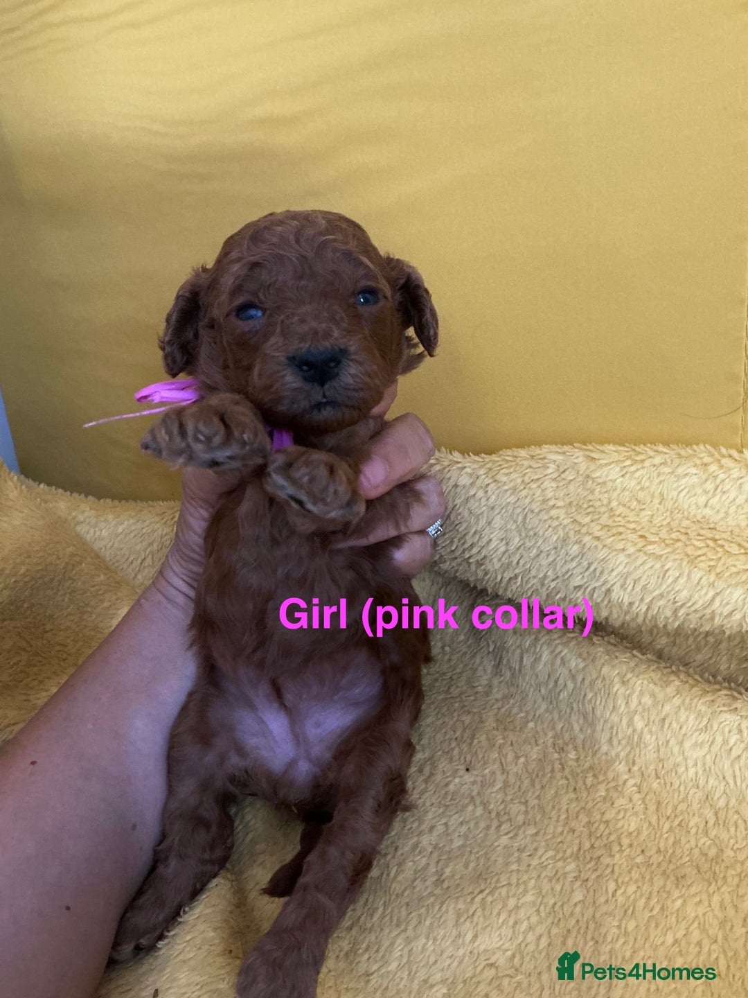 Toy Poodle dogs for sale: Stunning Deep Red Toy Poodles 🐩 Ready 16th Oct - Image 10