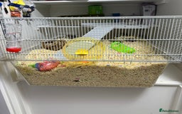 Gerbil rodents for sale: 2 Female Gerbils 10-11 Weeks old - Image 7