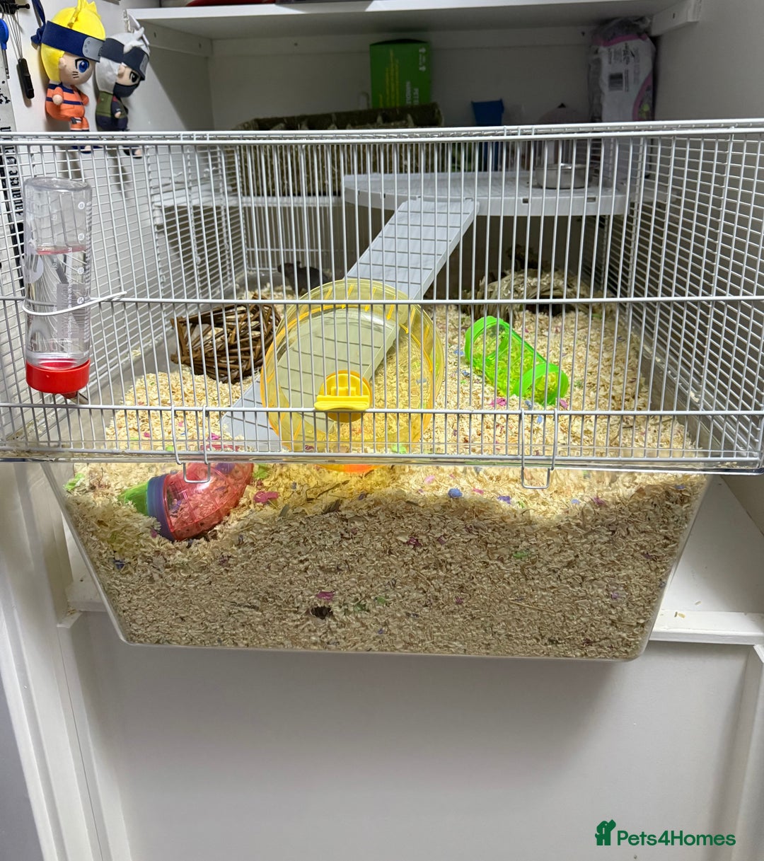 Gerbil rodents for sale: 2 Female Gerbils 10-11 Weeks old - Image 7