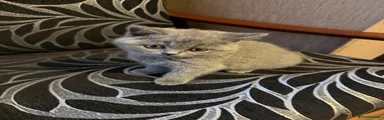 British Shorthair 1