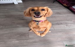 Mixed Breed dogs for sale: Molly 18 Month Old Cocker SpanielxGolden Retriever - Image 4