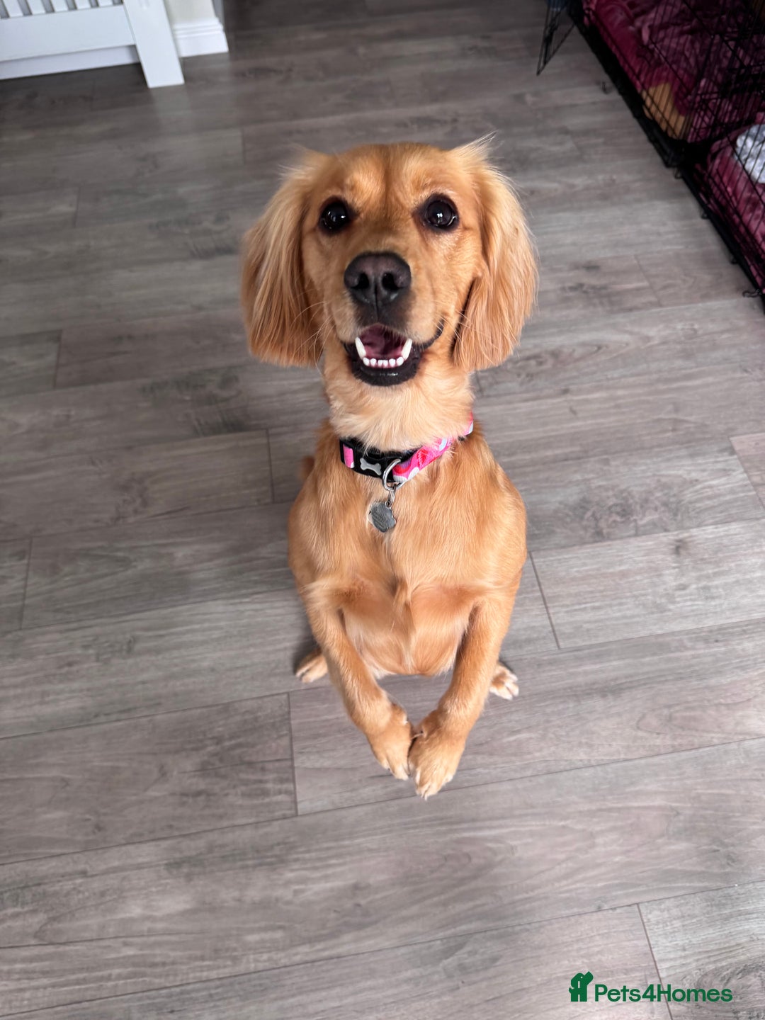 Mixed Breed dogs for sale: Molly 18 Month Old Cocker SpanielxGolden Retriever - Image 4