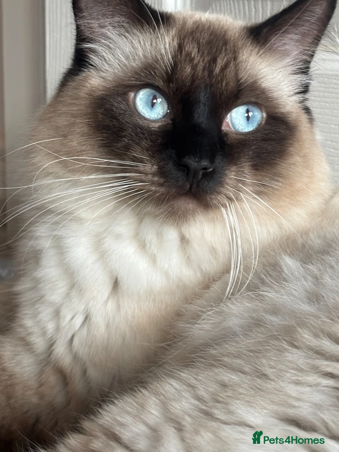 Ragdoll cats for stud: For Stud. Beautiful Male Ragdoll in Sunderland - Advert 5
