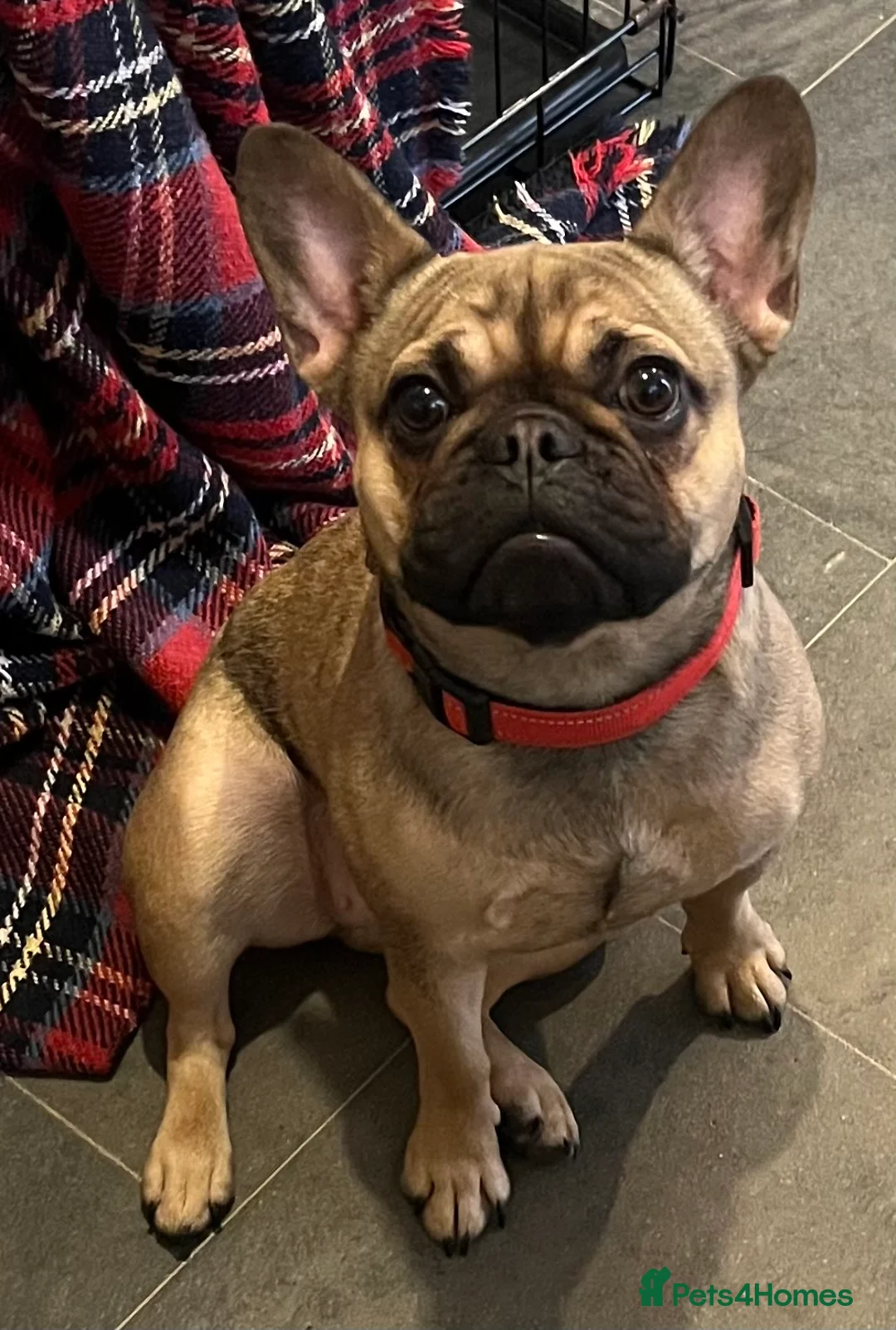 French Bulldog dogs for sale: Beautiful female frenchie - Advert 6