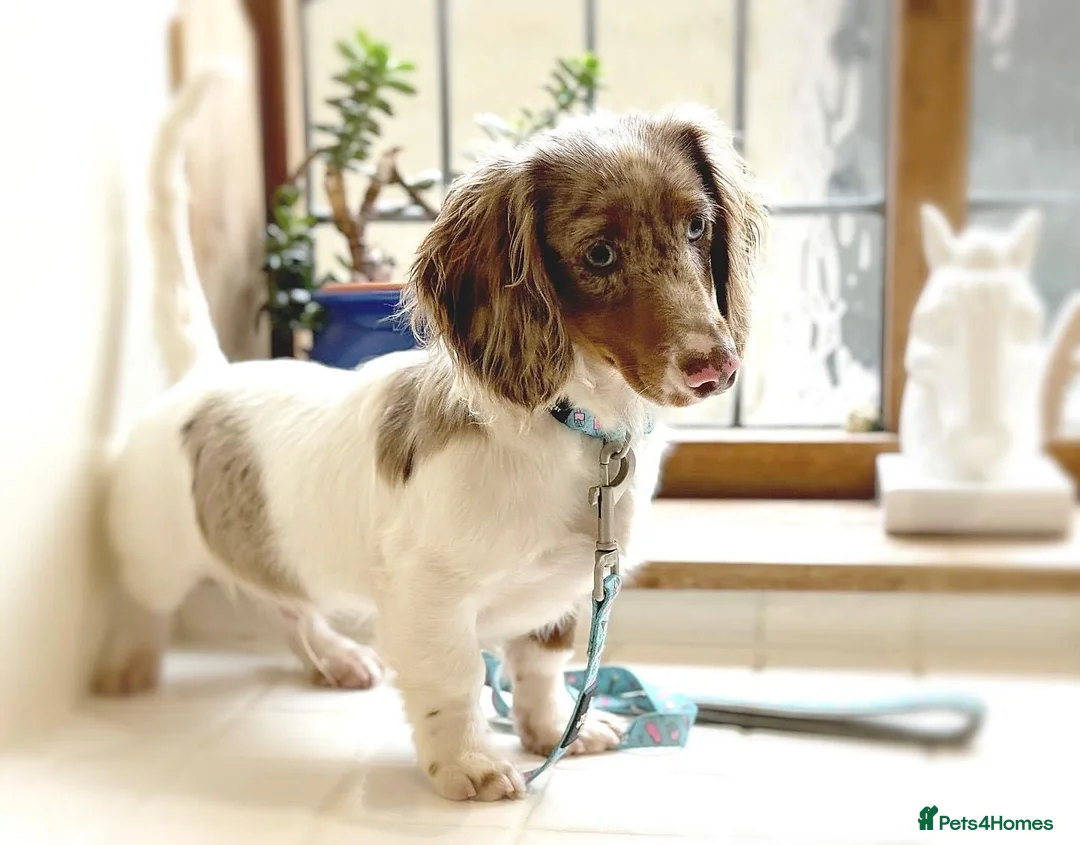 Miniature Dachshund dogs for stud: (Stud) Chocolate & Tan dapple Pied (Long Hair) in Wolverhampton - Advert 1