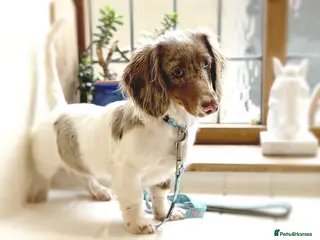 Miniature Dachshund dogs (Stud) Chocolate & Tan dapple Pied (Long Hair) - Advert 4